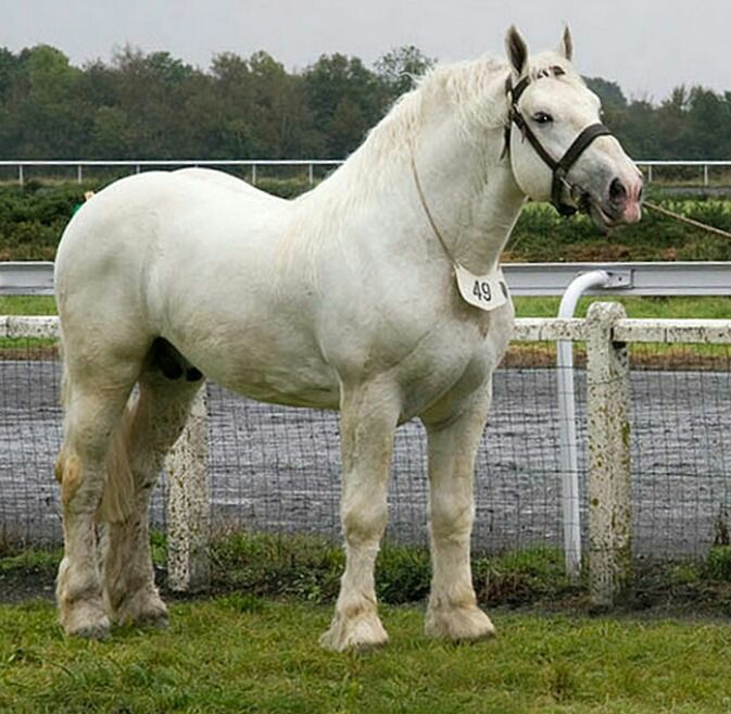 Boulonnais Horse